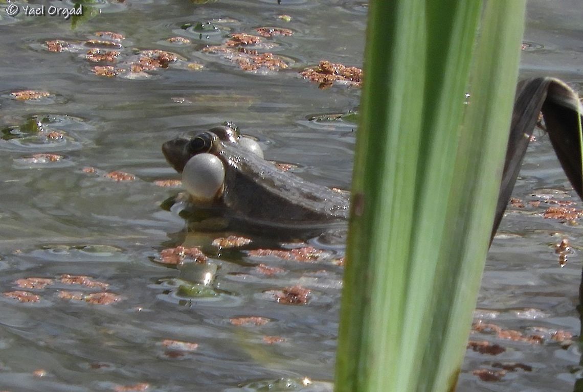 male frog courting look how manly he is, puffing his cheeks! :-) Geotagged,Israel,Levant Water Frog,Pelophylax bedriagae,Winter