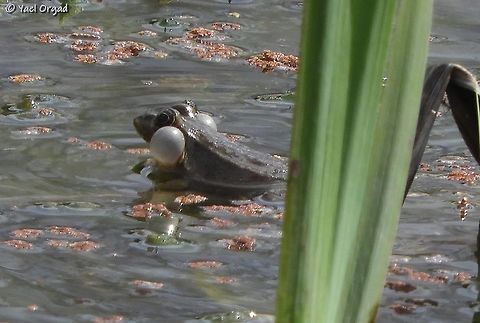 male frog courting look how manly he is, puffing his cheeks! :-) Geotagged,Israel,Levant Water Frog,Pelophylax bedriagae,Winter