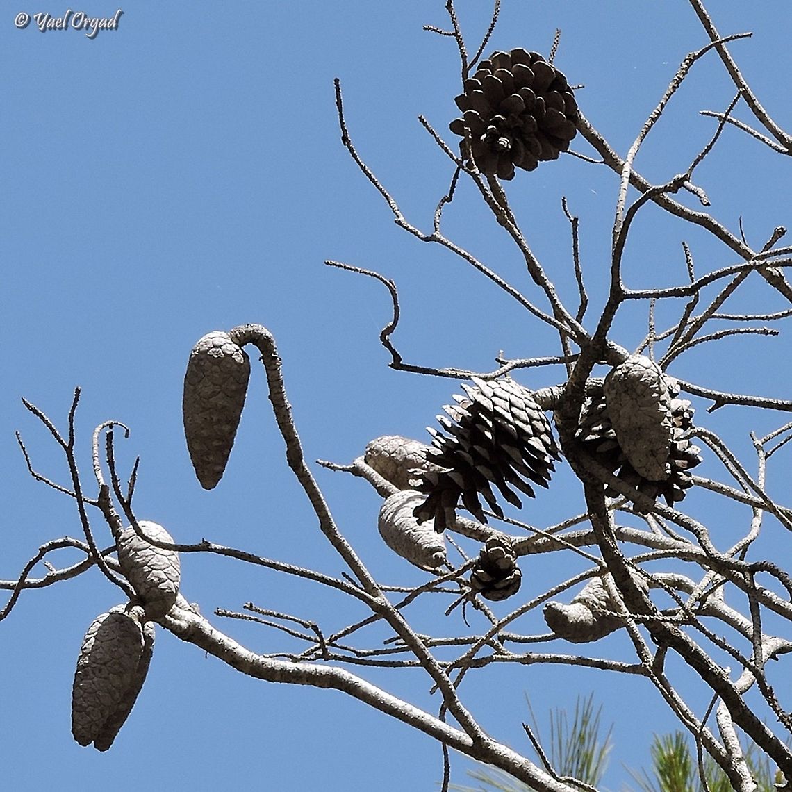 Pine Cones Aleppo Pine&#039;s cones come in 2 shapes: <br />
&quot;regular&quot; ones - which open and spread the seeds, from which new trees will grow. <br />
narrow ones - they remain closed on the tree. they wait for really strong heat - i.e. wood-fire - to come. once the woods burn, these pine cones burst open and shoot their seeds all over. and yes, they shoot. don&#039;t be near them. <br />
after the fire, these seeds will be the first one to sprout, so new pine trees will grow.  Aleppo Pine,Geotagged,Israel,Pinus halepensis,Spring