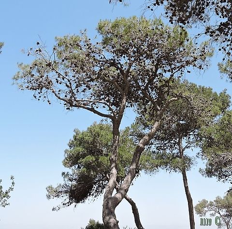 Aleppo Pine  Aleppo Pine,Geotagged,Israel,Pinus halepensis,Spring