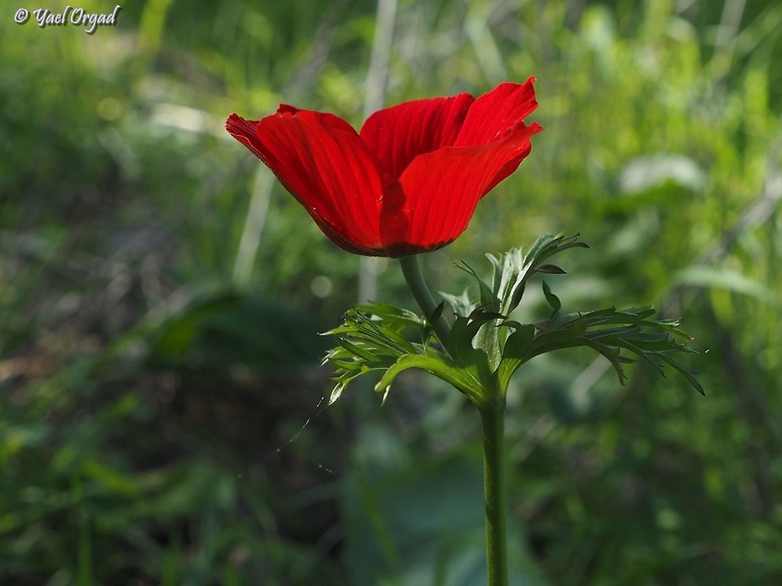 first Anemone coronaria for the season! celebrating my birthday with the first Anemones! Anemone coronaria,Geotagged,Israel,Poppy anemone,Winter