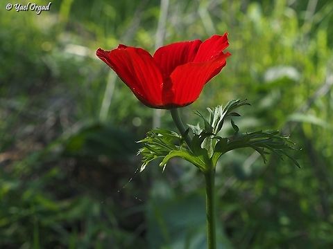 first Anemone coronaria for the season! celebrating my birthday with the first Anemones! Anemone coronaria,Geotagged,Israel,Poppy anemone,Winter