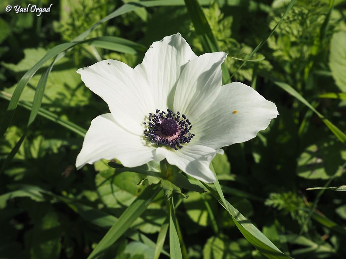 White Anemone coronaria first Anemones of the season! Anemone coronaria,Geotagged,Israel,Poppy anemone,Winter