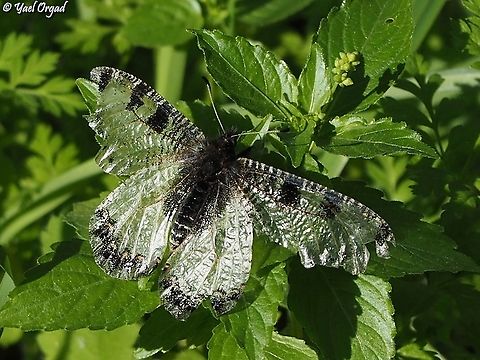 almost fully transparent Archon apollinus  Archon apollinus,False Apollo,Geotagged,Israel,Winter