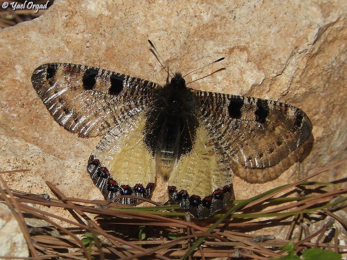 Archon apollinus  Archon apollinus,False Apollo,Geotagged,Israel,Winter