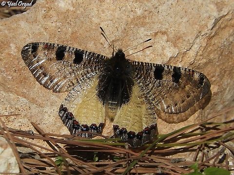 Archon apollinus  Archon apollinus,False Apollo,Geotagged,Israel,Winter