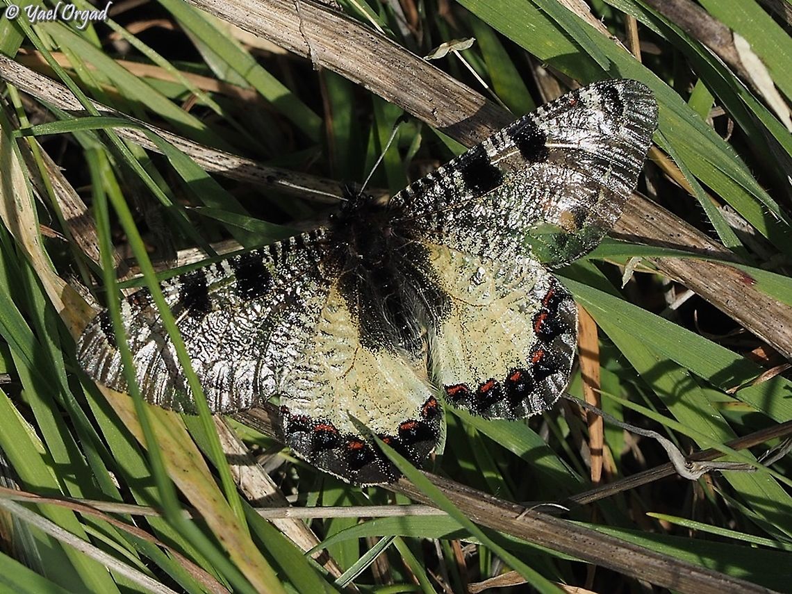 Archon apollinus half transparent  Archon apollinus,False Apollo,Geotagged,Israel,Winter