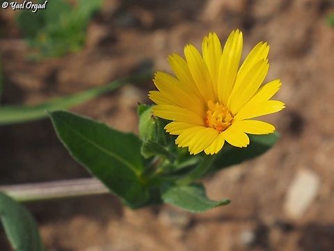 Calendula arvensis  Calendula arvensis,Field marigold,Geotagged,Israel,Winter