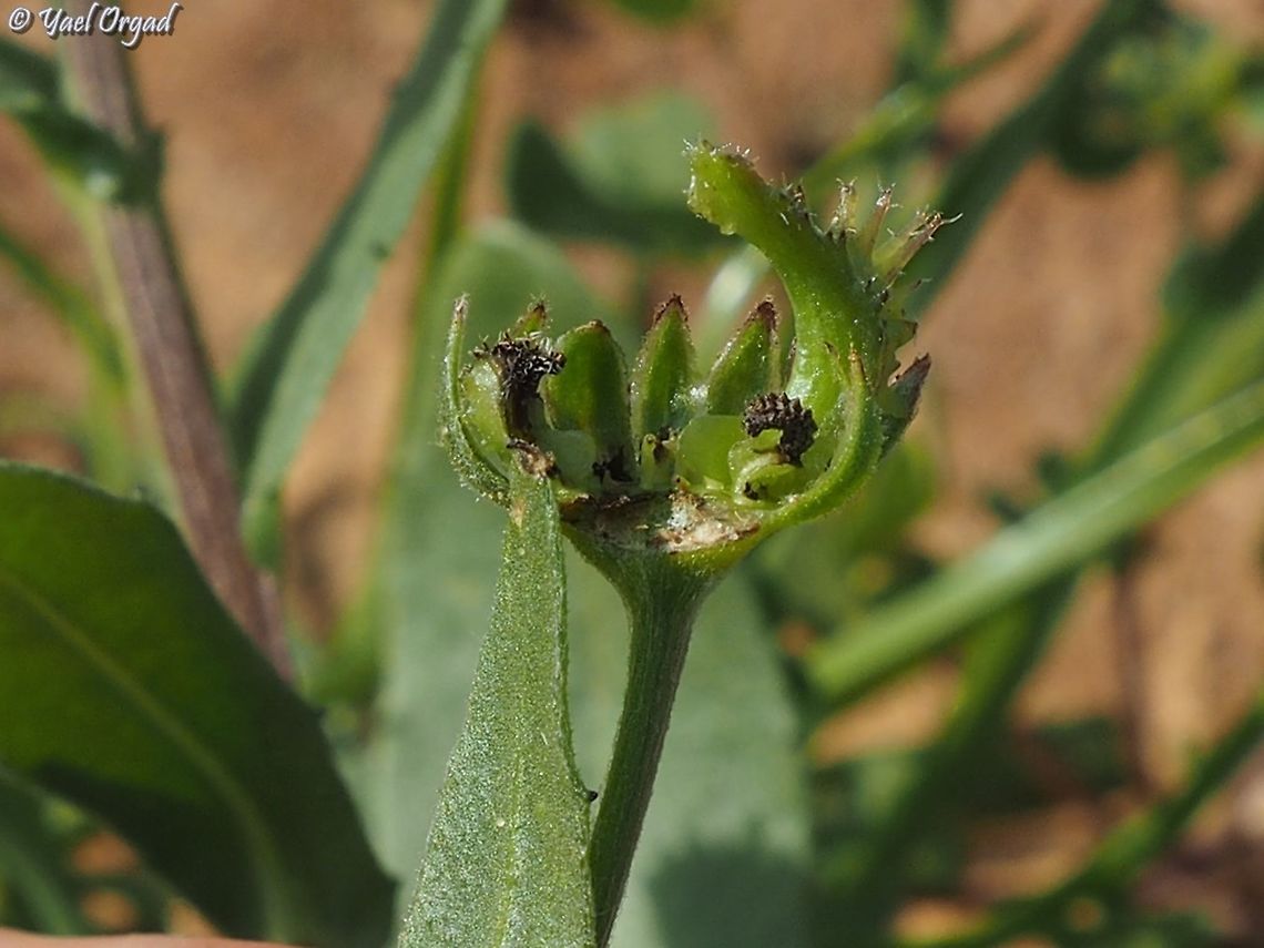 the cat's claw the hebrew common name for Calendula arvensis is Cat&#039;s claws - because of the shape of the fruit - some of the seeds look like cats claws.  Calendula arvensis,Field marigold,Geotagged,Israel,Winter