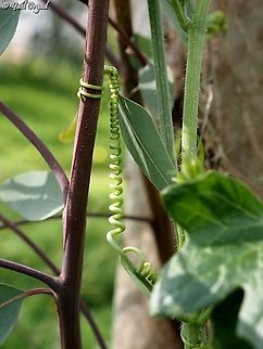 Bryonia cretica - tendril  Bryonia cretica,Geotagged,Israel,White Bryony,Winter