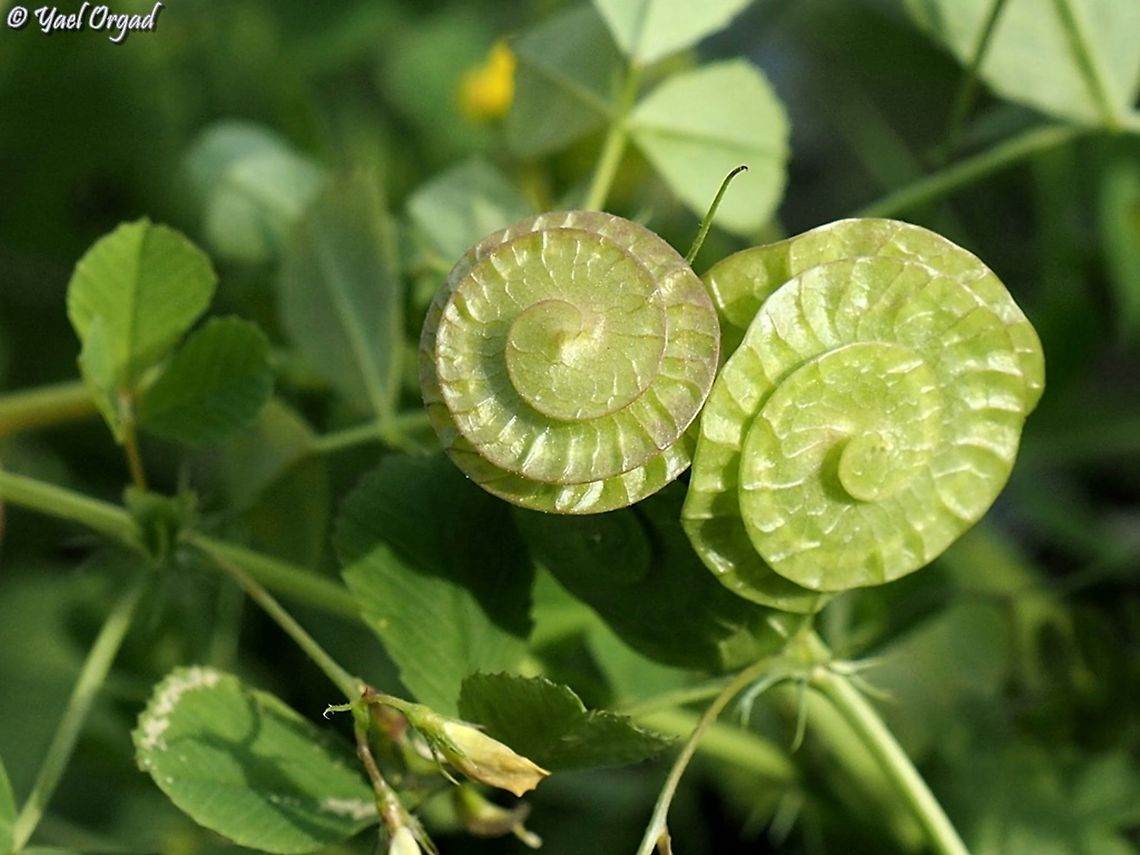 Medicago orbicularis my mom and her friends used to stick the fruits on the ear as &quot;Earrings&quot; when they were kids Button medick,Geotagged,Israel,Medicago orbicularis,Winter