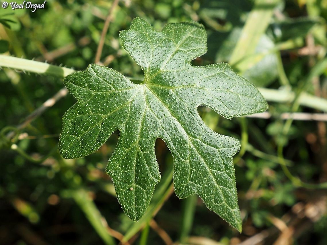 Bryonia cretica the leaves of this plant are more interesting than the flowers...  Bryonia cretica,Geotagged,Israel,White Bryony,Winter