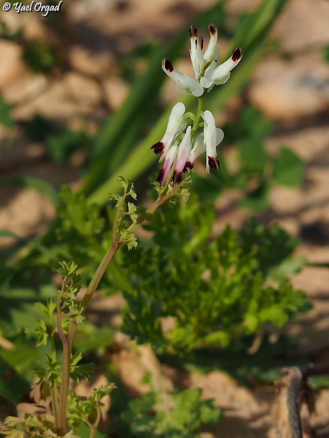 Fumaria capreolata  Fumaria capreolata,Geotagged,Israel,White ramping fumitory,Winter