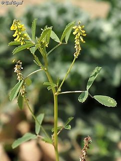 Melilotus indicus  Geotagged,Israel,Melilotus indicus,Winter