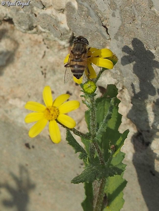 Eristalinus taeniops on Senecio vernalis  Eristalinus taeniops,Geotagged,Israel,Senecio vernalis,Winter