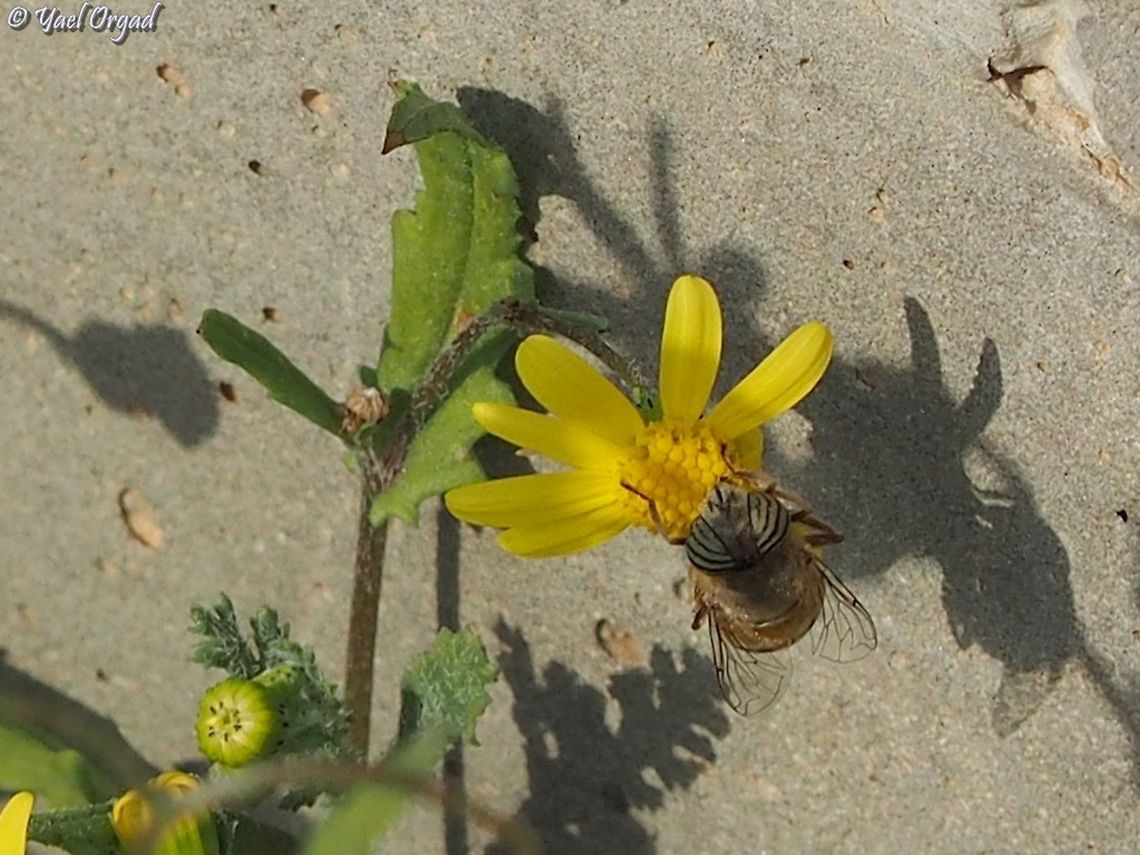 Eristalinus taeniops on Senecio vernalis  Eristalinus taeniops,Geotagged,Israel,Senecio vernalis,Winter