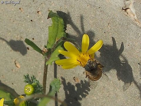 Eristalinus taeniops on Senecio vernalis  Eristalinus taeniops,Geotagged,Israel,Senecio vernalis,Winter