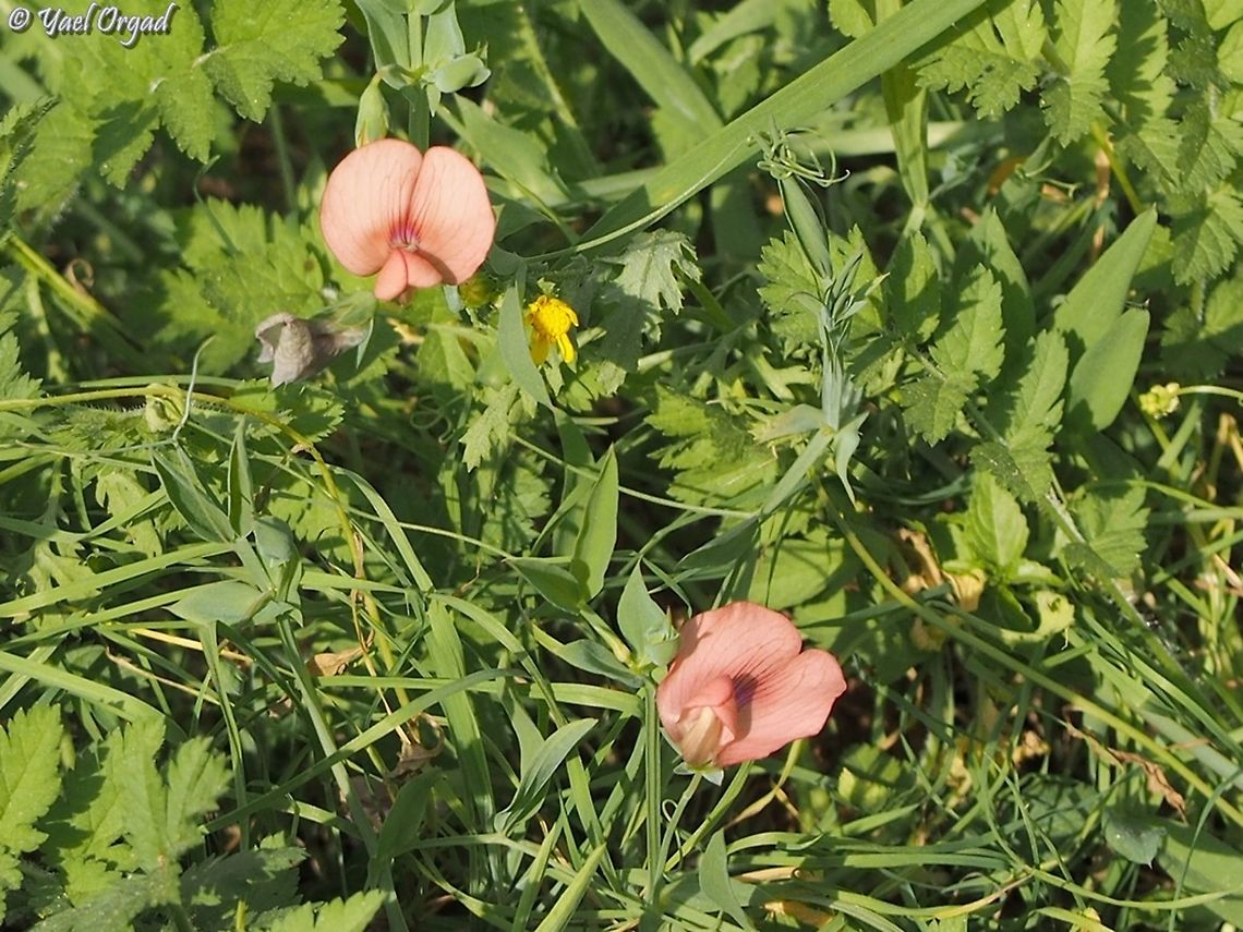 Lathyrus marmoratus  Geotagged,Israel,Lathyrus marmoratus,Winter