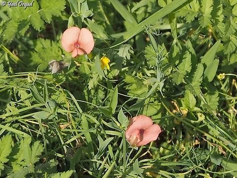 Lathyrus marmoratus  Geotagged,Israel,Lathyrus marmoratus,Winter