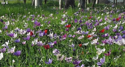 many colors of Anemone coronaria most Anemones in Israel are red, but in some areas you can find all the colors: red, pink, purple, violet, blue, white and all the mid-tones. 
 Anemone coronaria,Geotagged,Israel,Poppy anemone,Winter