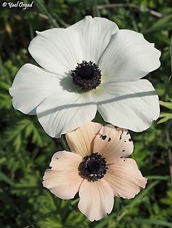 peach color! very uncommon color with anemones - peach color!  Anemone coronaria,Geotagged,Israel,Poppy anemone,Winter