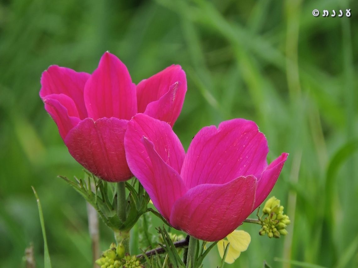 bright pink Anemone  Anemone coronaria,Geotagged,Poppy anemone,Winter