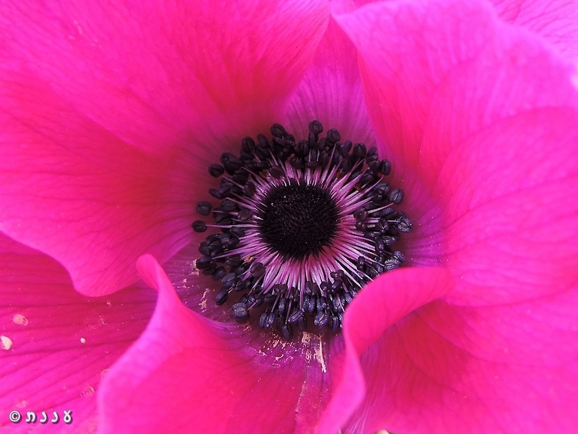 up close and personal with the Anemone in the Southern Golan Heights there is a bright pink variant Anemone coronaria,Geotagged,Poppy anemone,Winter