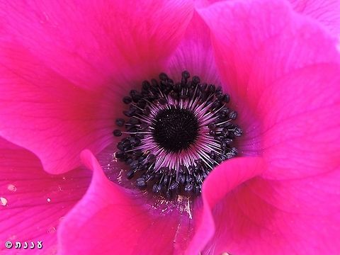 up close and personal with the Anemone in the Southern Golan Heights there is a bright pink variant Anemone coronaria,Geotagged,Poppy anemone,Winter