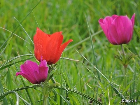 Anemone coronaria  Anemone coronaria,Geotagged,Poppy anemone,Winter