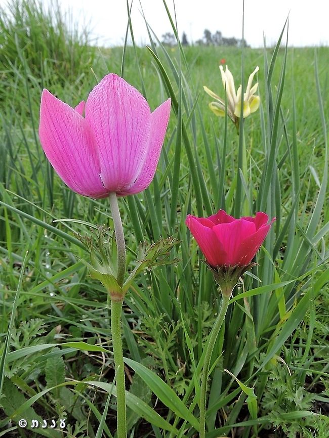 Anemone coronaria  Anemone coronaria,Geotagged,Poppy anemone,Winter