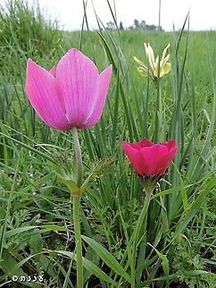 Anemone coronaria  Anemone coronaria,Geotagged,Poppy anemone,Winter