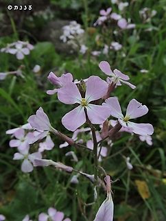 Raphanus raphanistrum subsp. rostratus  Geotagged,Jointed charlock,Raphanus raphanistrum,Winter