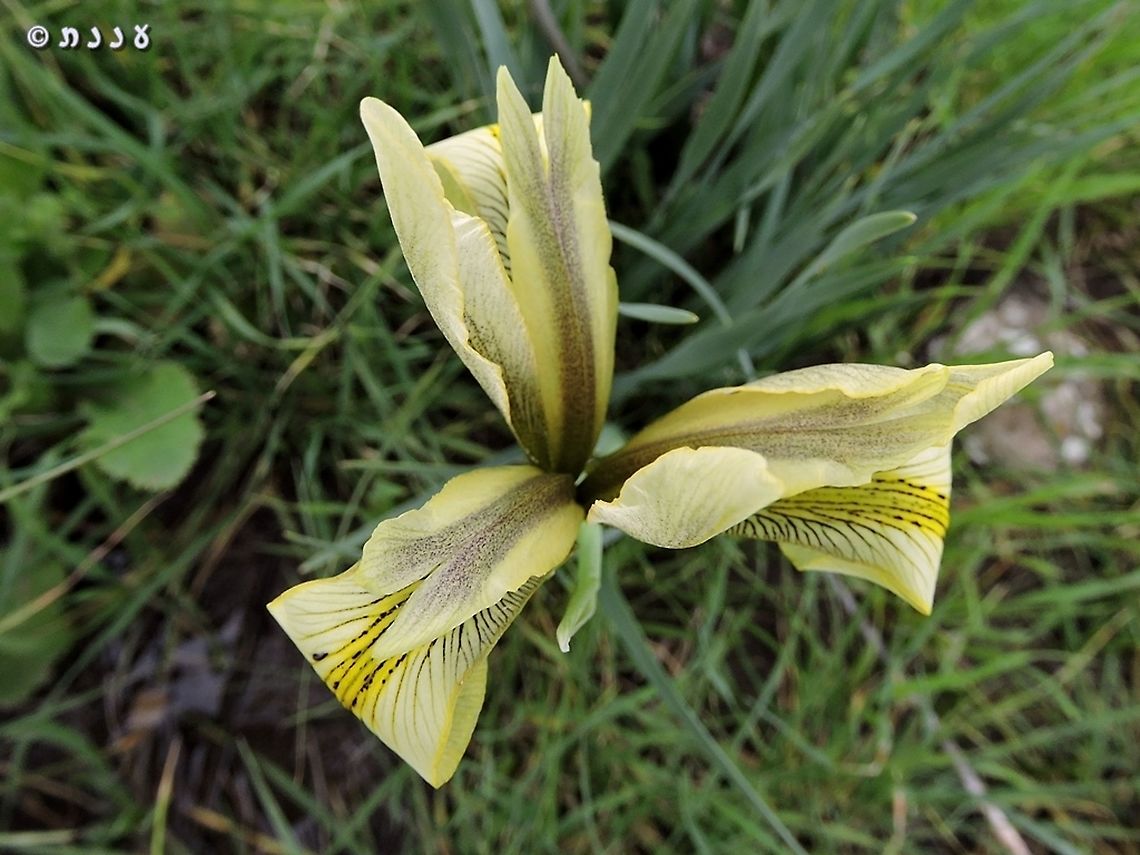 Iris grant-duffii  Geotagged,Iris grant-duffii,Winter