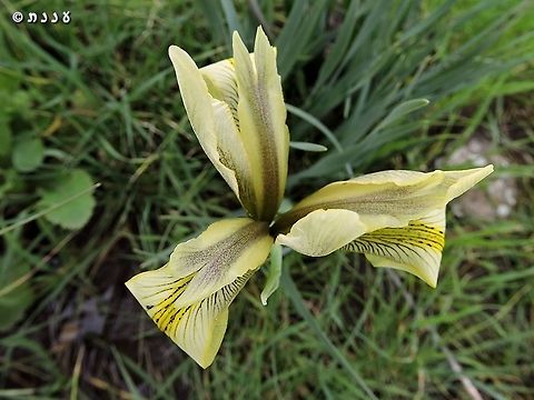 Iris grant-duffii  Geotagged,Iris grant-duffii,Winter
