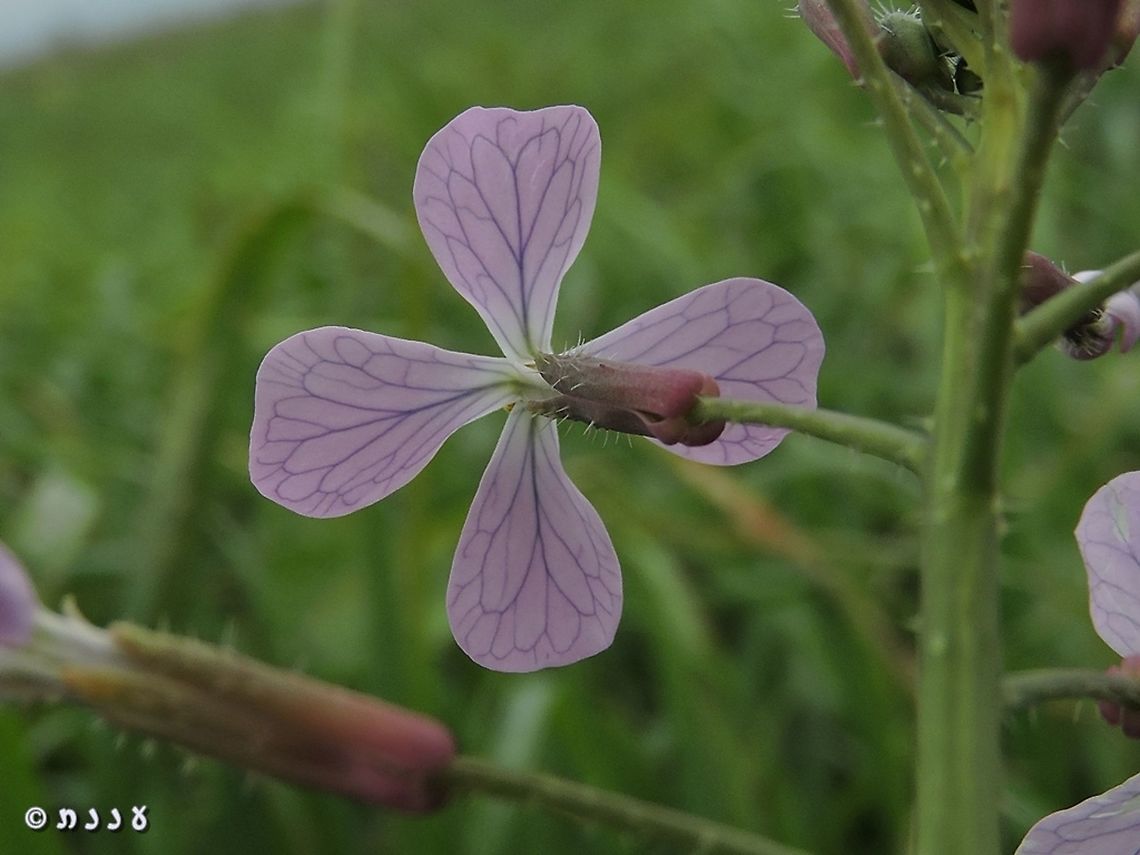 Raphanus raphanistrum subsp. rostratus  Jointed charlock,Raphanus raphanistrum