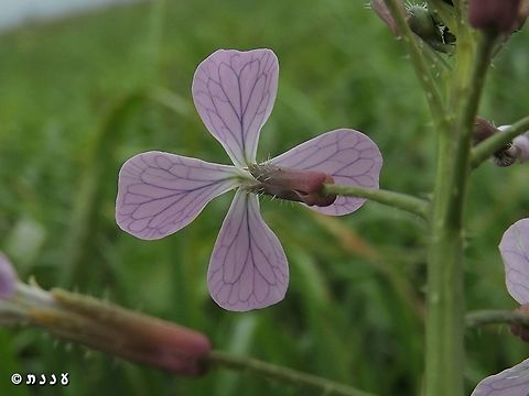Raphanus raphanistrum subsp. rostratus  Jointed charlock,Raphanus raphanistrum