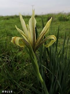 Iris grant-duffii  Geotagged,Iris grant-duffii,Winter
