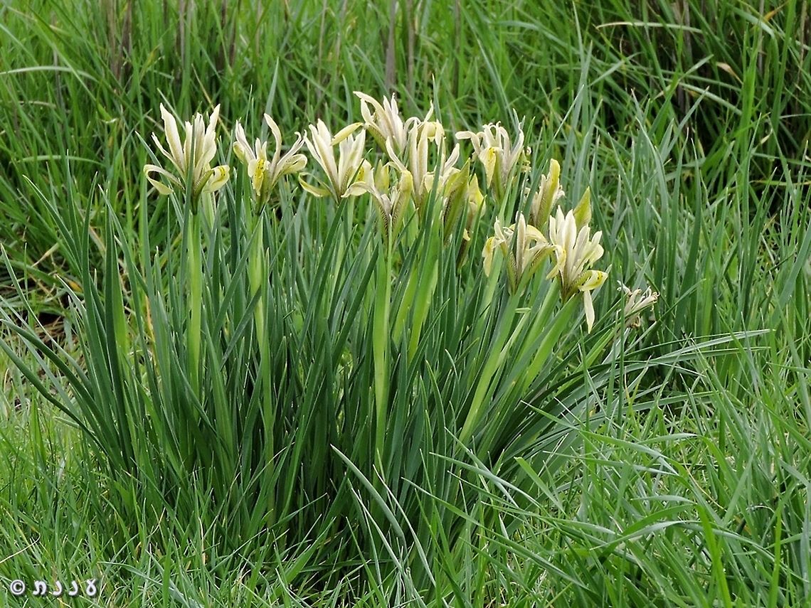 Swamps Iris Iris grant-duffii Iris grant-duffii