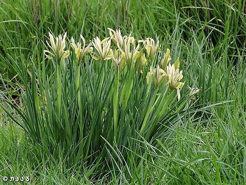 Swamps Iris Iris grant-duffii Iris grant-duffii