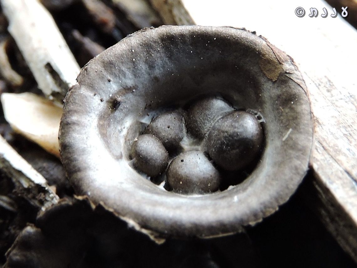 Bird's nest fungi - Cyathus olla  Cyathus olla,Geotagged,Israel,Winter