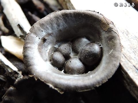 Bird's nest fungi - Cyathus olla  Cyathus olla,Geotagged,Israel,Winter