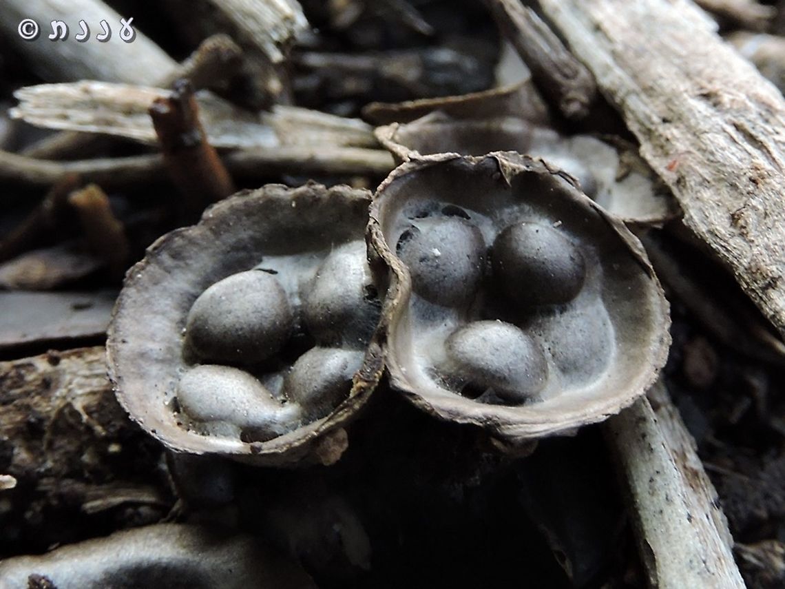 Cyanthus olla the &quot;eggs&quot; actually contain the fungi&#039;s spores. they sit in the nest and wait for the rain. when rain comes, there are sort of coils under the eggs that spring and throw the eggs far away. how far? this 1-2 cm fungi can throw its spores to a distance of over 1 meter - about 100 times its size!  Cyathus olla,Geotagged,Israel,Winter