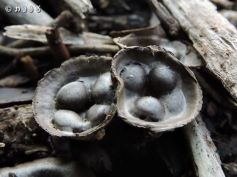 Cyanthus olla the "eggs" actually contain the fungi's spores. they sit in the nest and wait for the rain. when rain comes, there are sort of coils under the eggs that spring and throw the eggs far away. how far? this 1-2 cm fungi can throw its spores to a distance of over 1 meter - about 100 times its size!  Cyathus olla,Geotagged,Israel,Winter