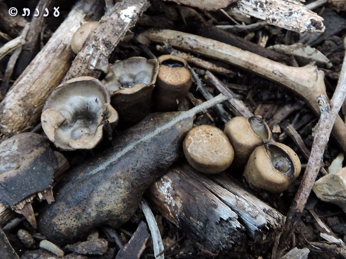 Cyathus olla here you can see the younger unopened fungi Cyathus olla,Geotagged,Israel,Winter