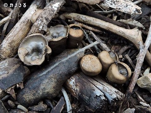 Cyathus olla here you can see the younger unopened fungi Cyathus olla,Geotagged,Israel,Winter