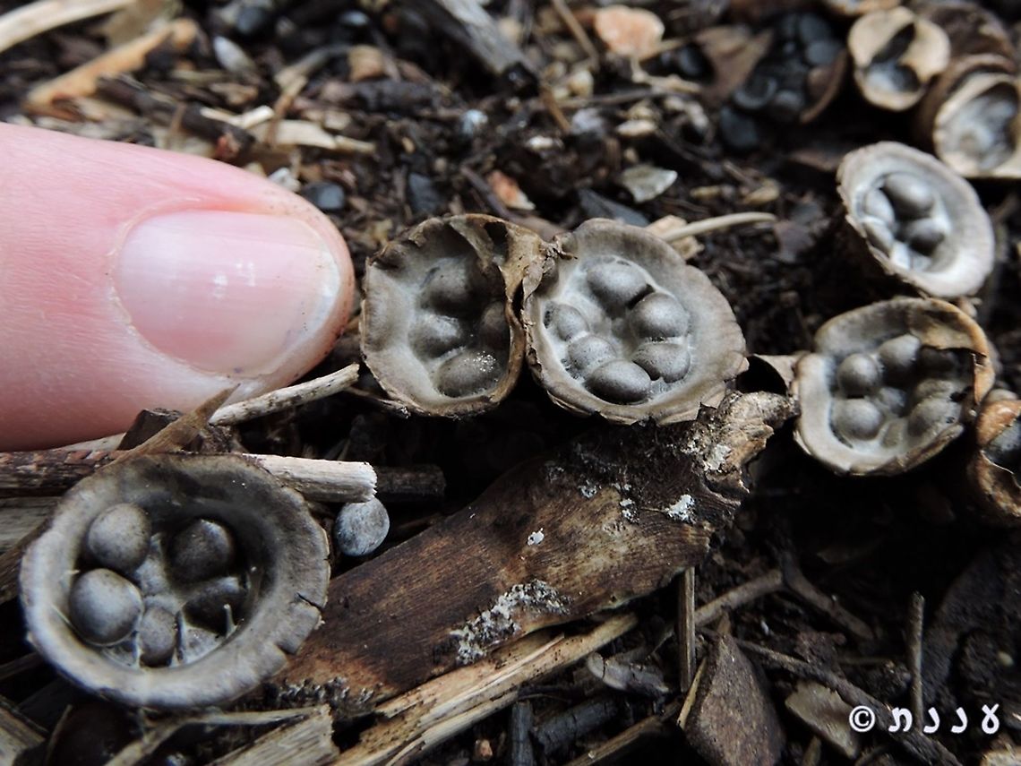 Cyathus olla - they are actually quite small  Cyathus olla,Geotagged,Israel,Winter