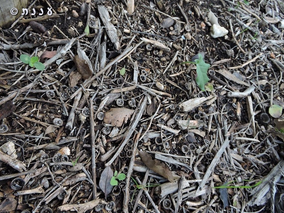 Many many Bird's nest fungi  Cyathus olla,Geotagged,Israel,Winter