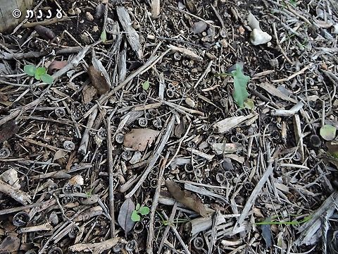 Many many Bird's nest fungi  Cyathus olla,Geotagged,Israel,Winter