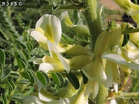 Astragalus aleppicus  Aleppo Milkvetch,Astragalus aleppicus,Geotagged,Israel,Winter