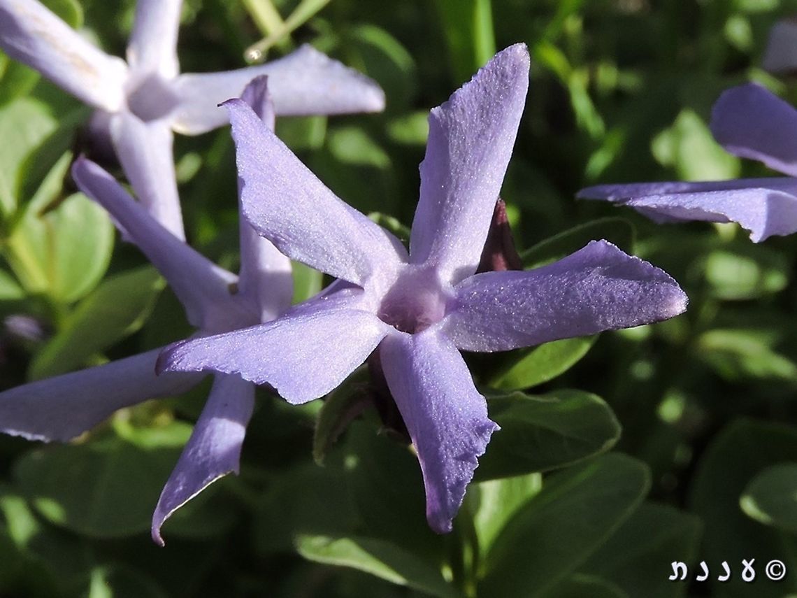 Vinca herbacea  Geotagged,Herbaceous periwinkle,Israel,Vinca herbacea,Winter